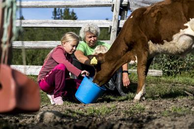 Budeie og barn mater kuer på stølen