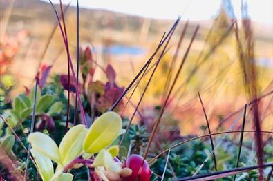 Viltaften, Gourmetkveld på Gamlestølen