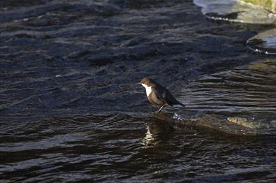 Fossekallen (Cinclus cinclus) overvintrer i Neselva på Fagernes.