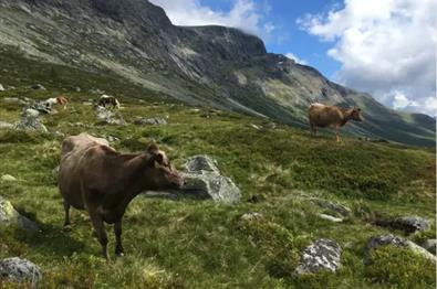 Foredrag - Korleis kua bante veg for turkulturen