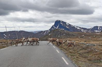 Eine Rentierherde überquert eine Bergstraße