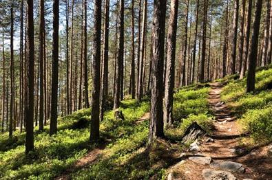 Kurs: Skog og materialkvalitet