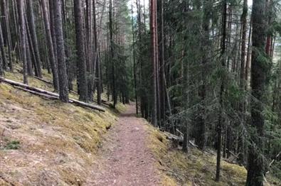 Foredrag: Skog og skog, fru Blom