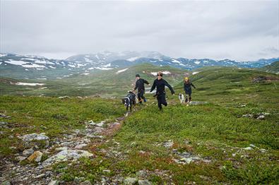 Barn med hund på fjelltur