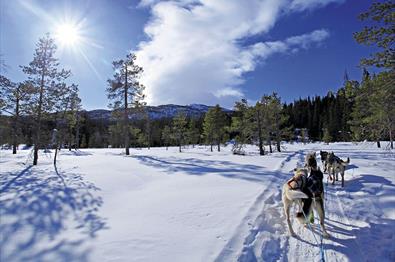 Dog team sledding through open forest