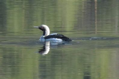 A Black-throated Diver on Laker Fløafjorden. The water shows some ripples, but still reflects tree trunks and green from the surroundings.