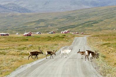 Reindeer cross a gravel road in open mountainous country. Some farm houses can be seen in the background.