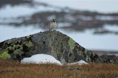 Die Ohrenlerche (Eremophila alpestris) ist eine Charakterart der Hochgebirgsebene Valdresflye.