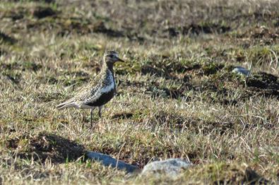 Heiloen (Pluvialis apricaria) er en hekkefugl av alpin tundra. I Valdres kan den for eksempel observeres på Valdresflye og Slettefjellet.