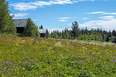 Wildblumenwiese entlang des Kongevegen over Tonsåsen.