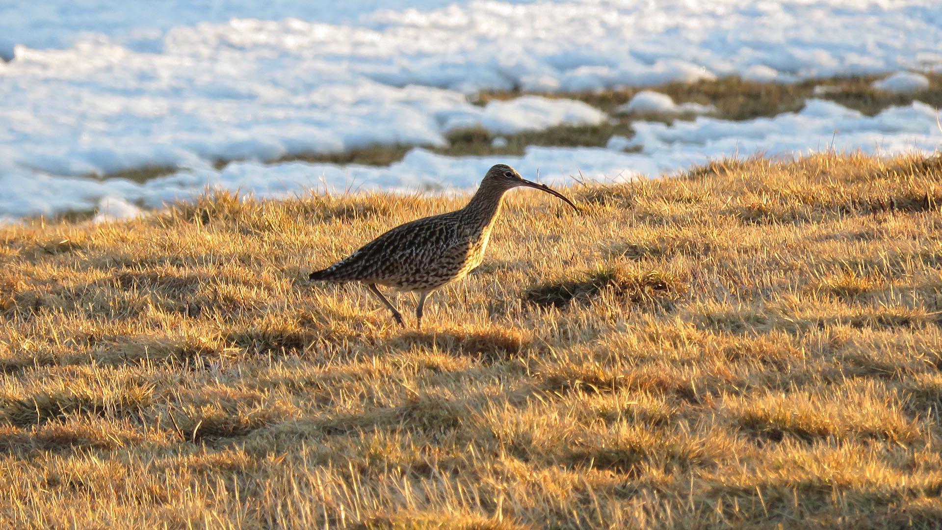 Ein Großer Brachvogel auf einem teils noch schneebedeckten Feld im Abendlicht.