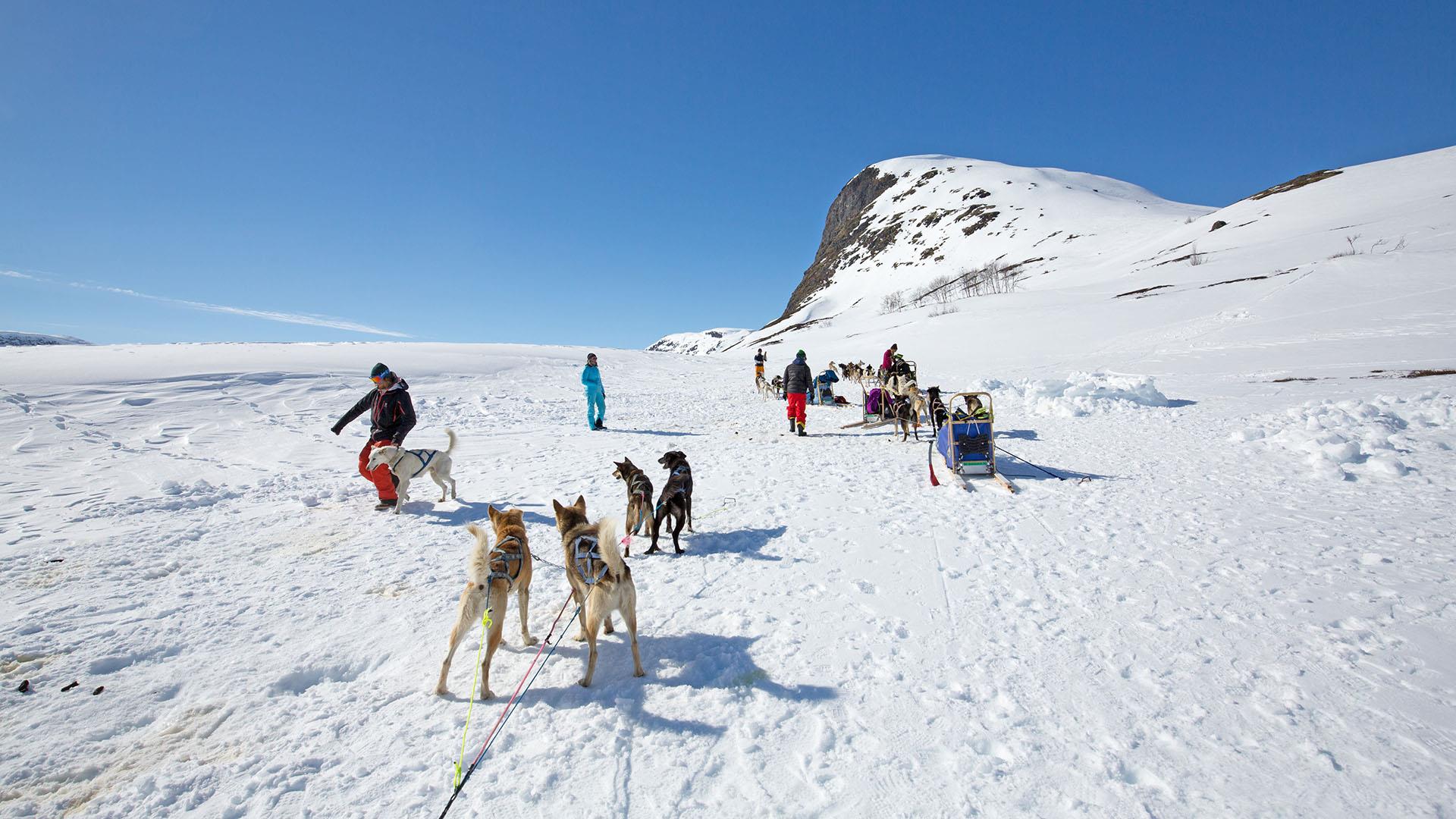 During a break on a dog sledding tour on a mountain plateau with a rock cliff rising in the background.