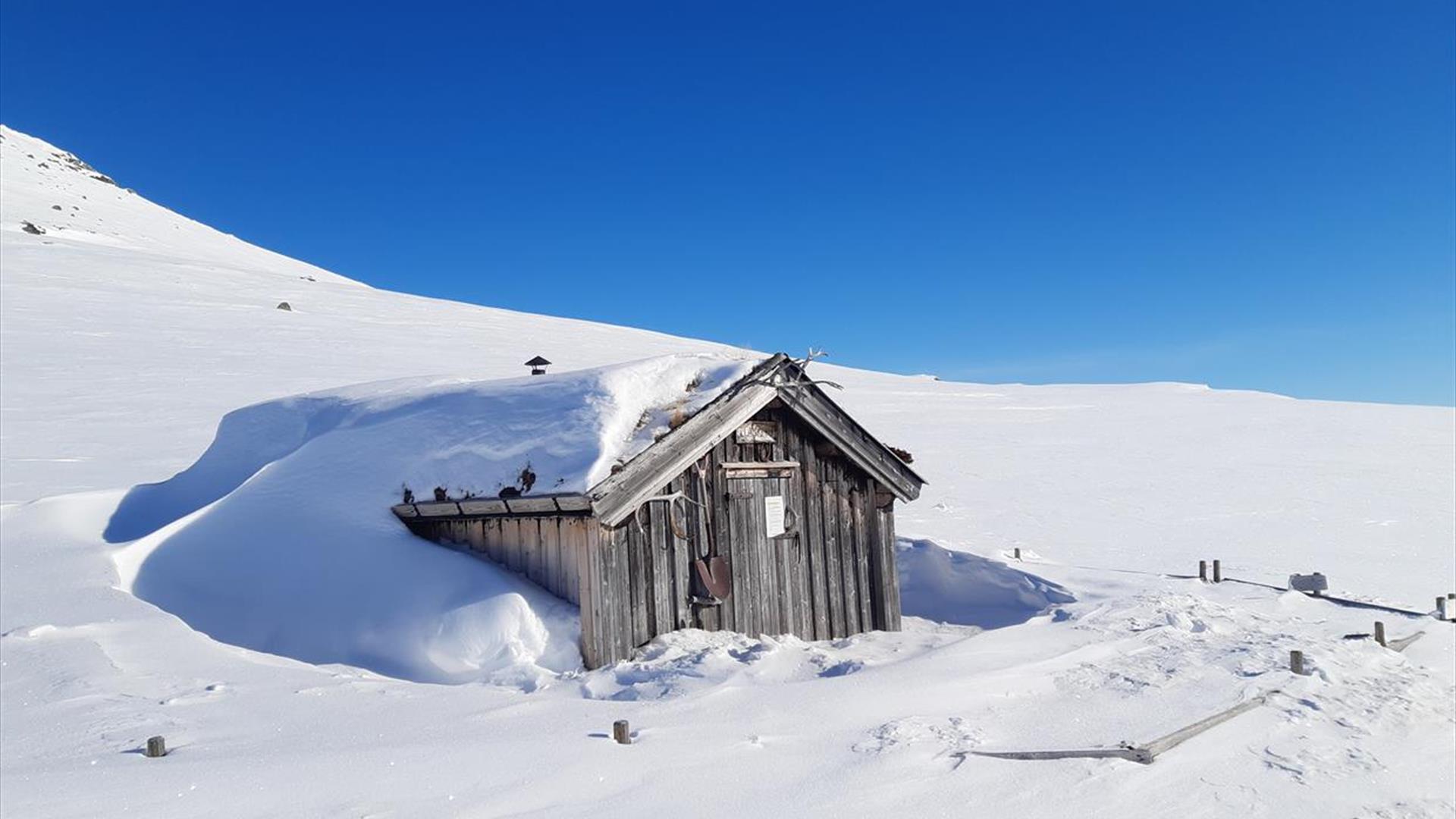 Plankebue om vinteren