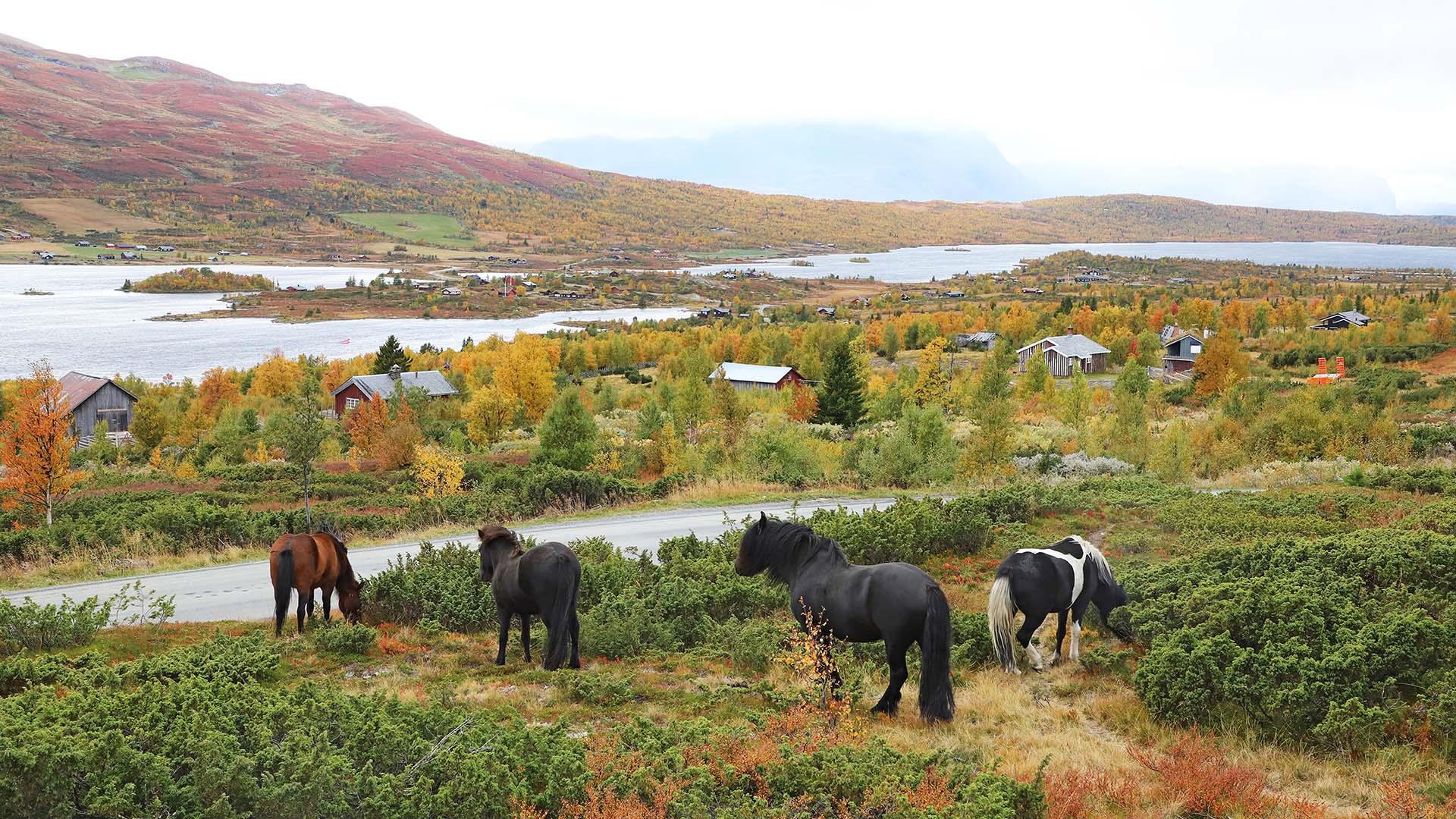 Hester på utmarksbeite i høstlandskap