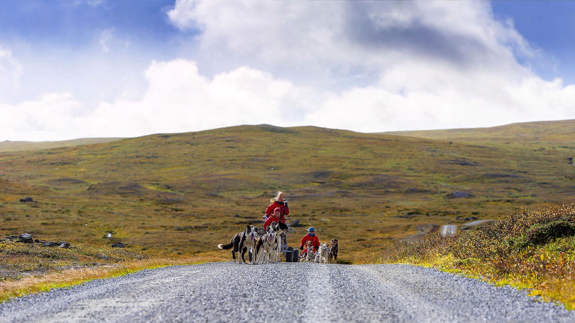 Ein Hundegespann mit Wagen auf Rädern auf einer Schotterstraße im herbstfarbenen Fjell