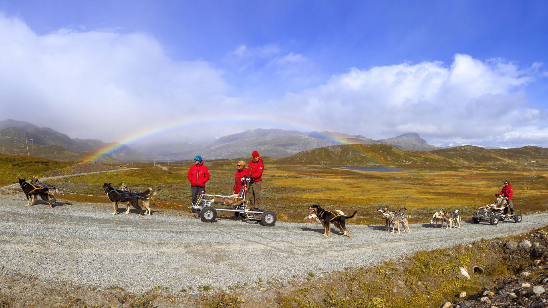 A dog sledding team with a cart on wheels on a gravel road amidst a autumn-coloured mountain landscape with a rainbow