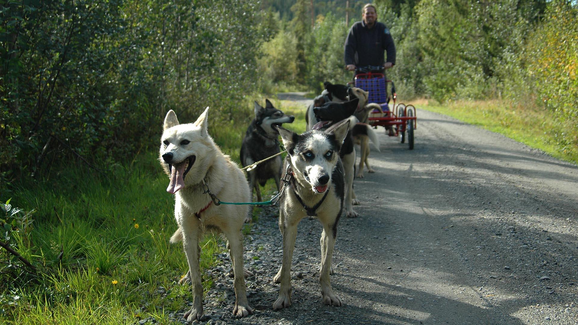 Hunder i hundespann på hjul på skogsvei
