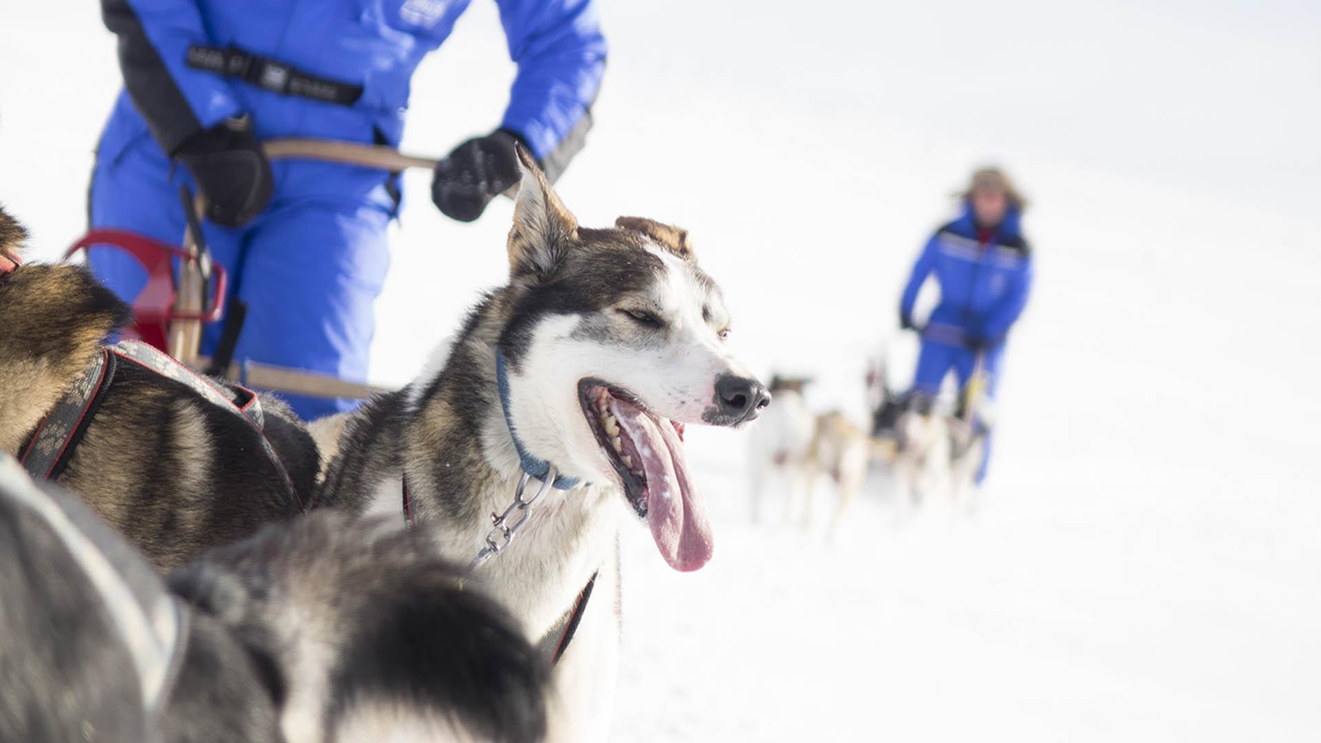 Nahaufnahme eines Huskies, der mit seinem Team einen Schlitten durch weiße Winterlandschaft zieht. Das nachfolgende Hundegespann kann man im Hintergrund undeutlich sehen.
