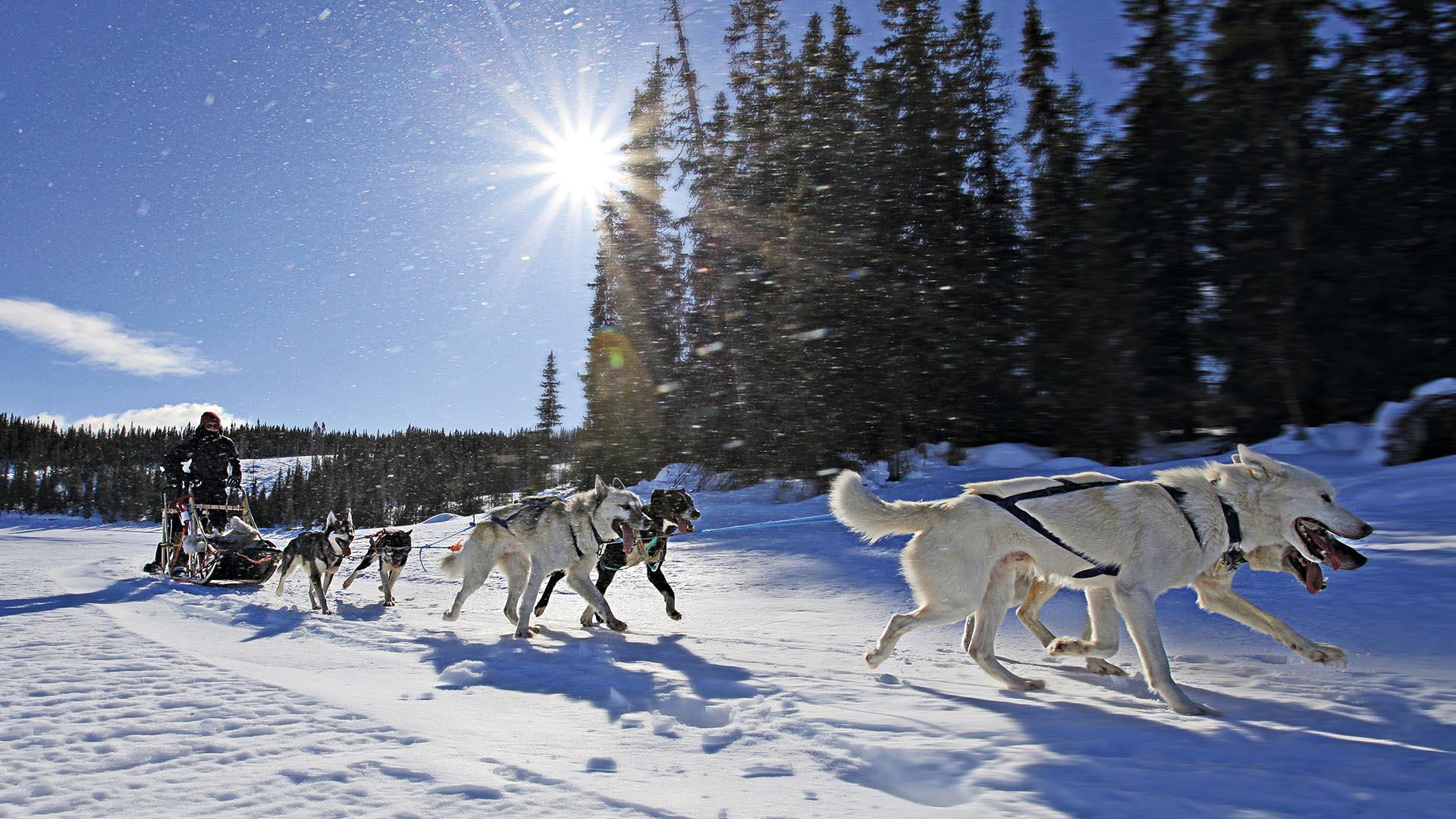 A dog sledding team rushes past in a snow-covered open forest landscape. The sun is shining from a blue sky.