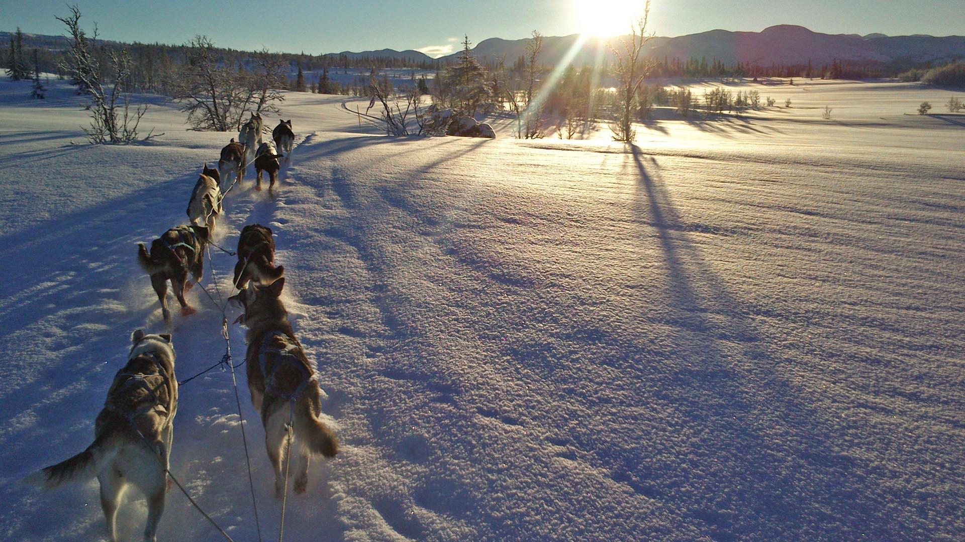 A dog sledding team in open landscape against the sunset.