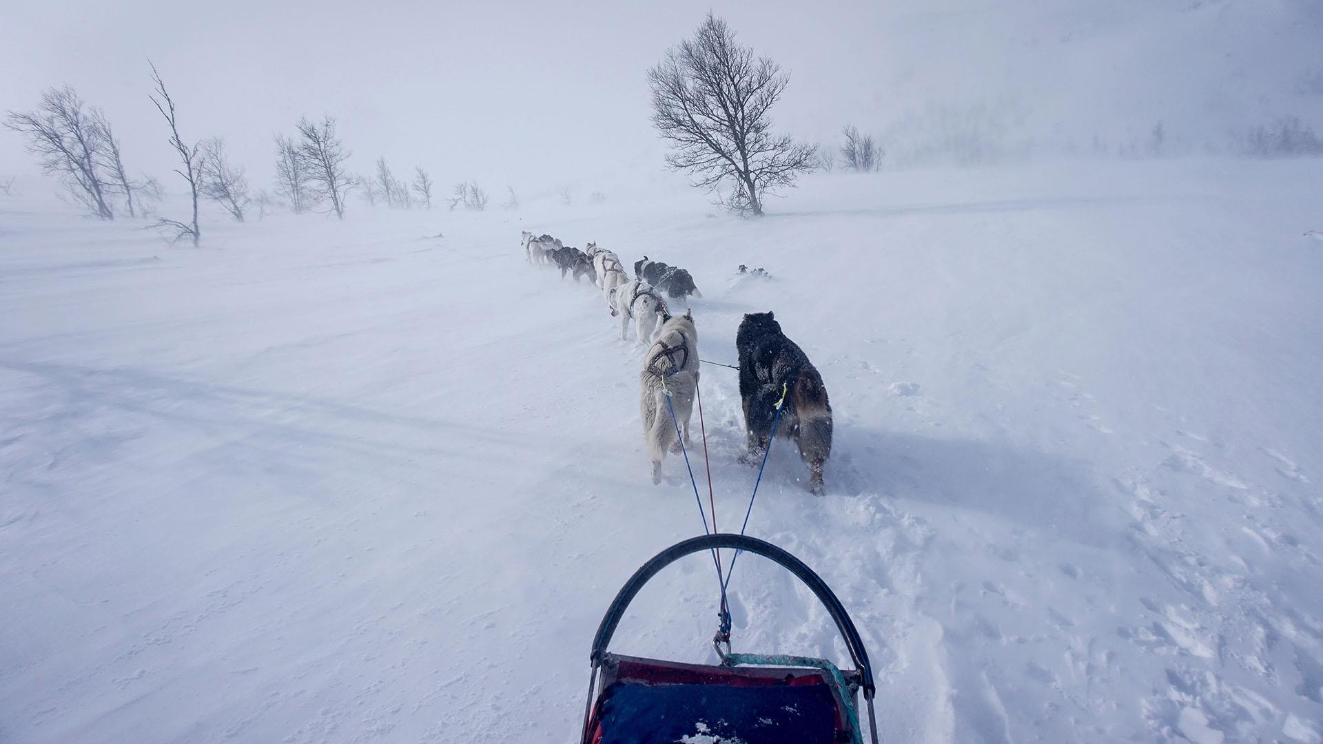 Bilde av et hundespann tatt fra førersetet. Hundene løper gjennom et åpent snølandskap i stemningsfull tåke, der solen så vidt bryter gjennom.