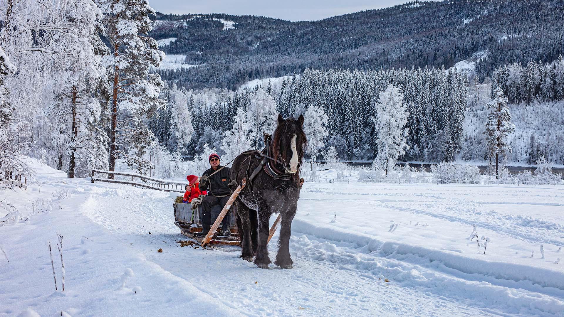 A cold blooded horse pulling a sleigh on a snowy farm road with snow- and rimfrost covered trees in the background.