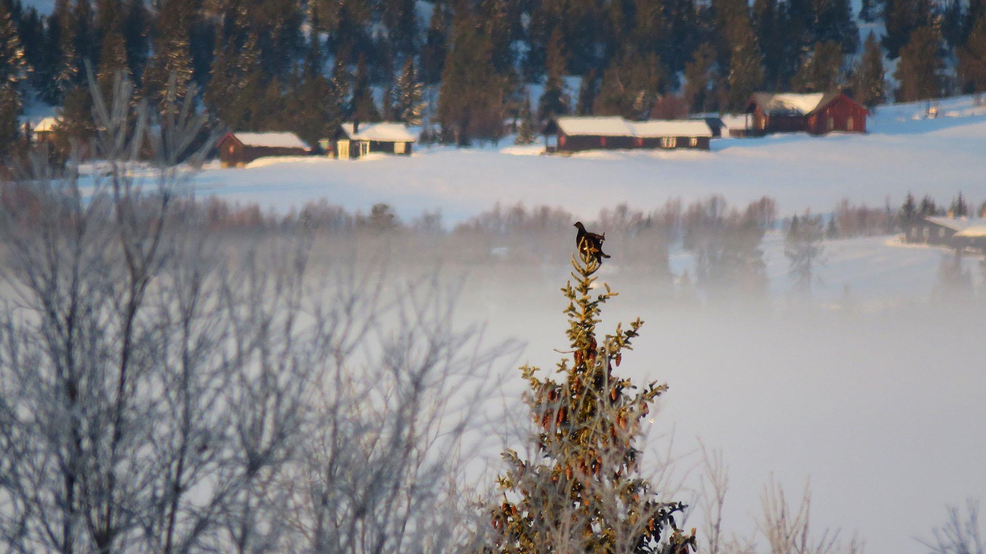 A Black Grouse sits on top of a rimfrost-covered spruce tree in the early morning sun. In the background, mist lies in a valley, and cabins are nestled in on a forest edge.