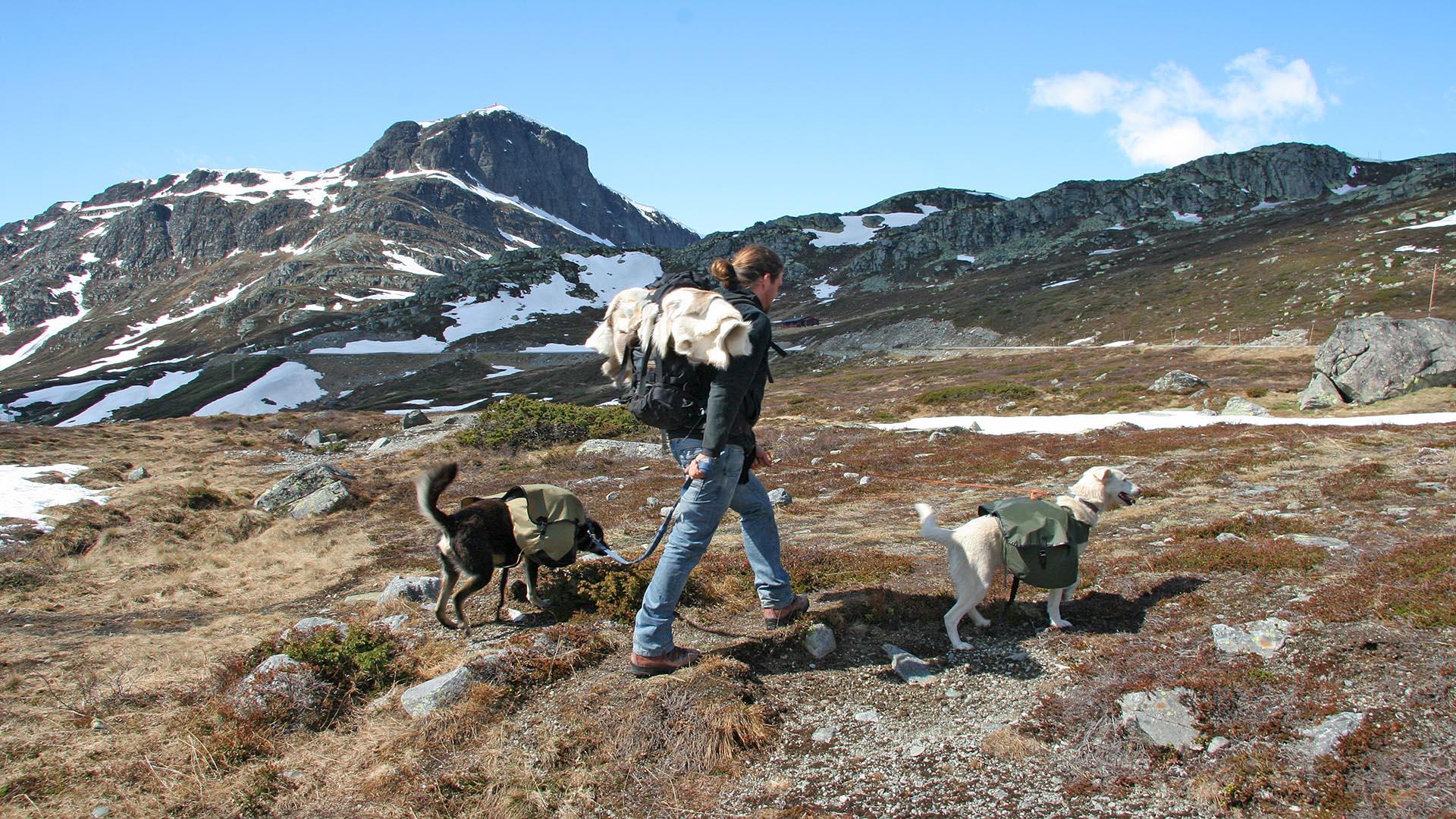 A man with backpack walks in open high country with two huskies that are each carrying their own dog pack. A mountain rises in the background.