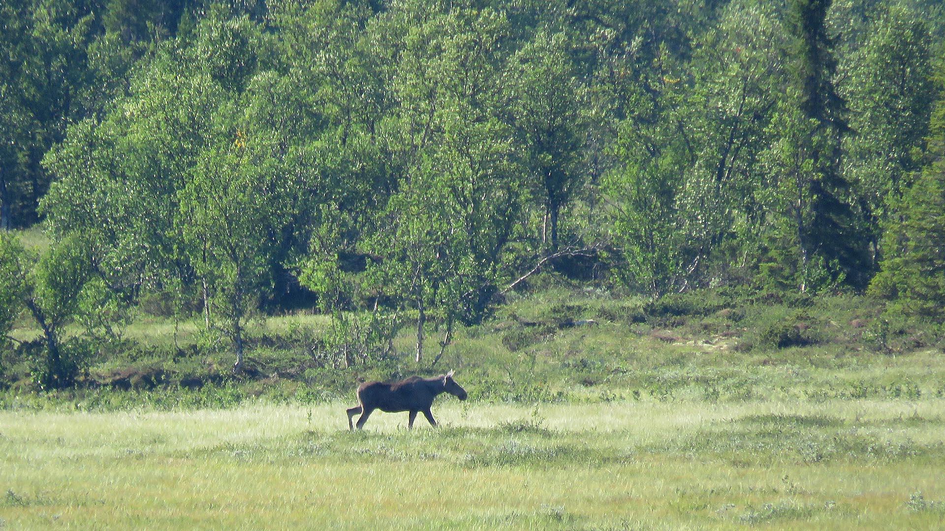 A moose walks over a bog in front of a mountain birch forest.
