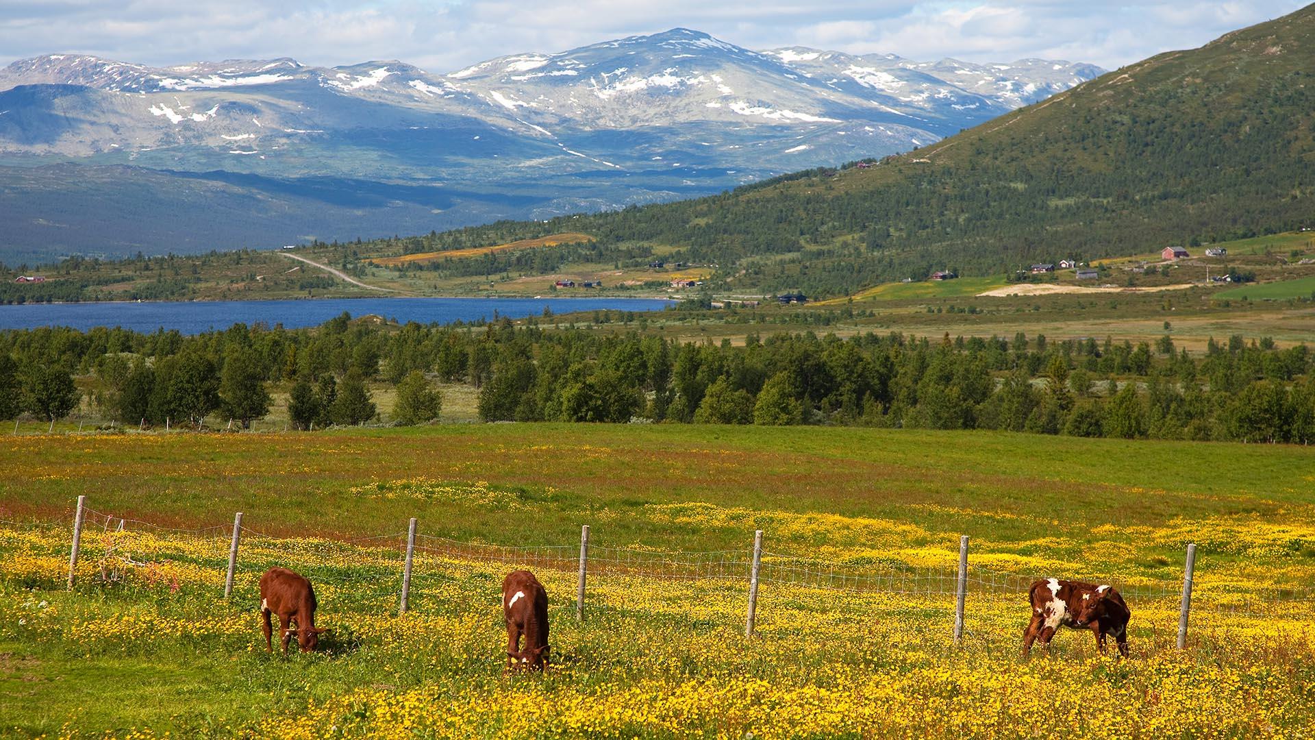 Kyr på beite i et fantastisk flott landskap med grønne enger og fjell