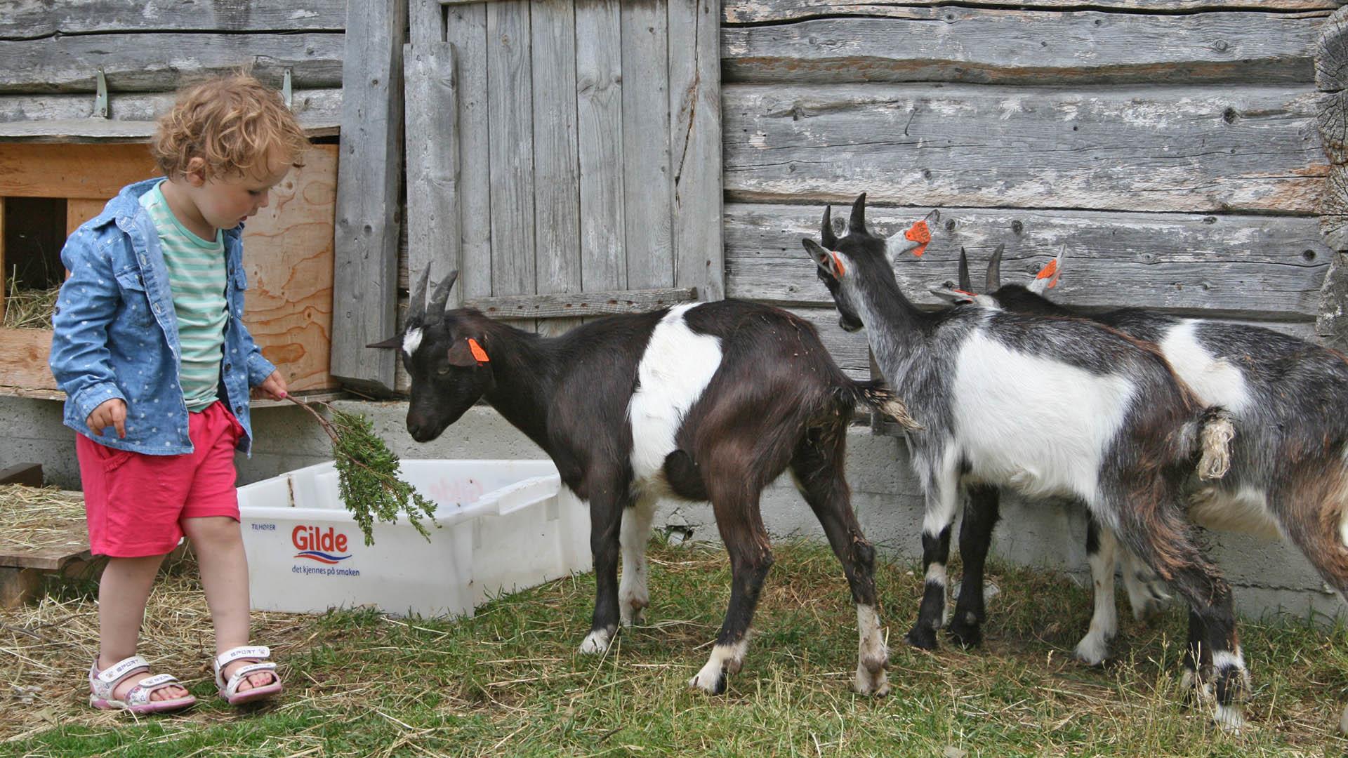 A child feeds three young goats