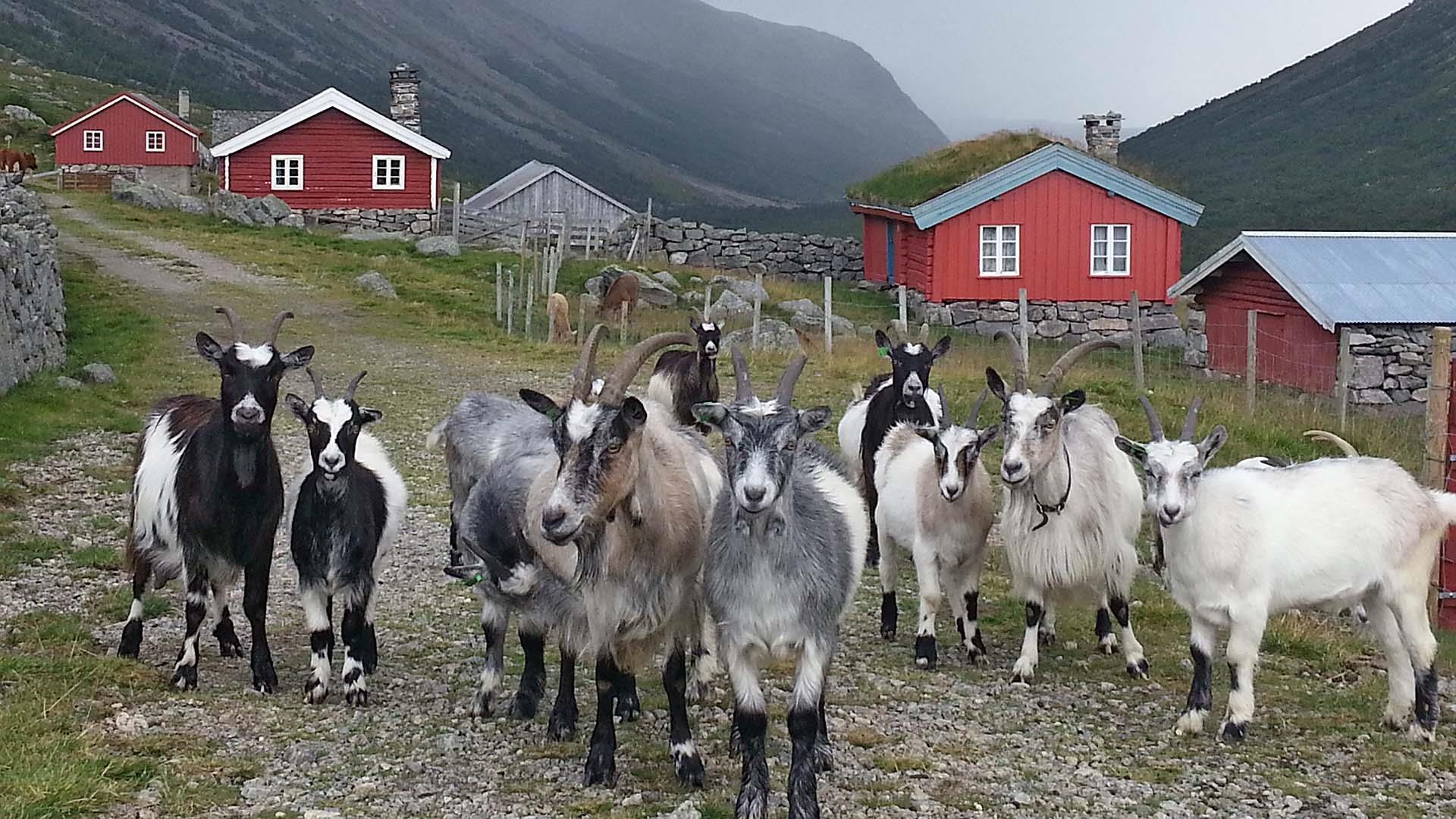 Goats on the summer farm