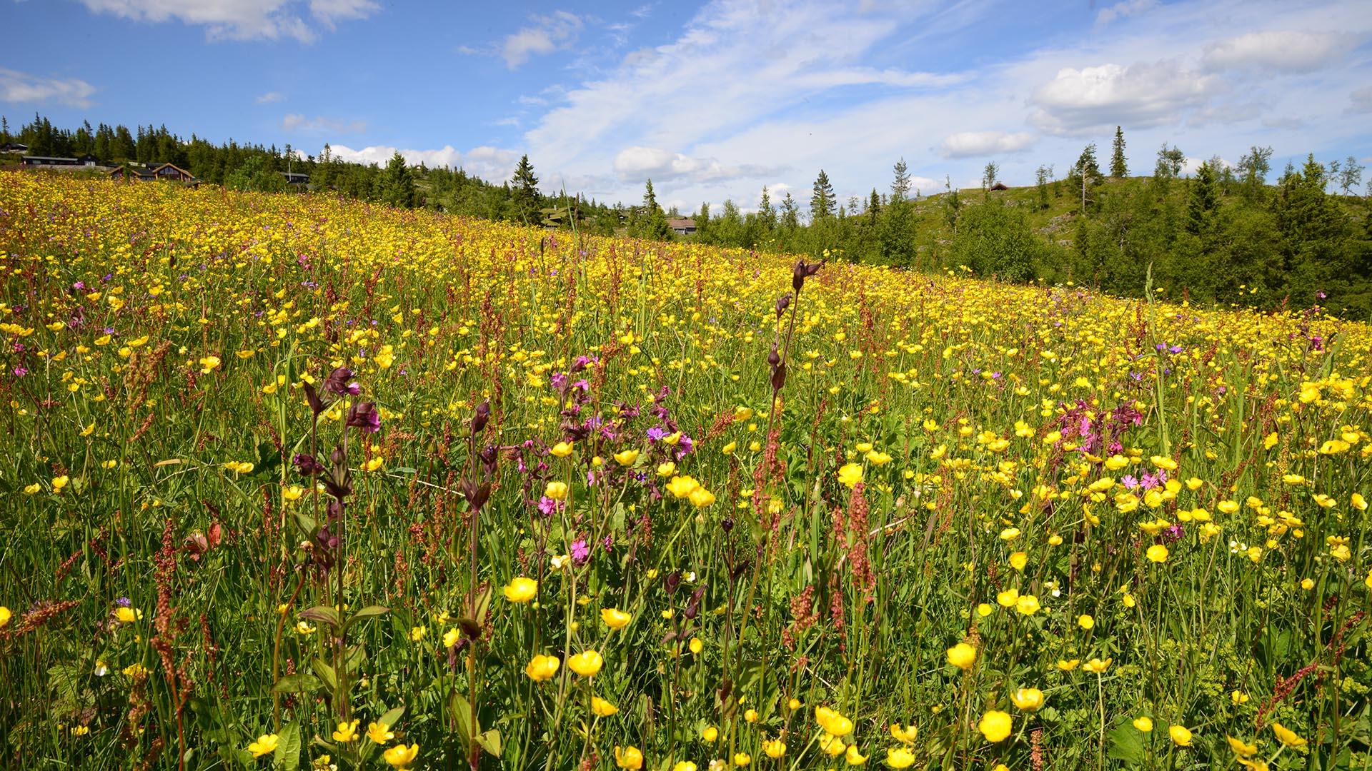 Flower meadow in Sør-Aurdal, Valdres