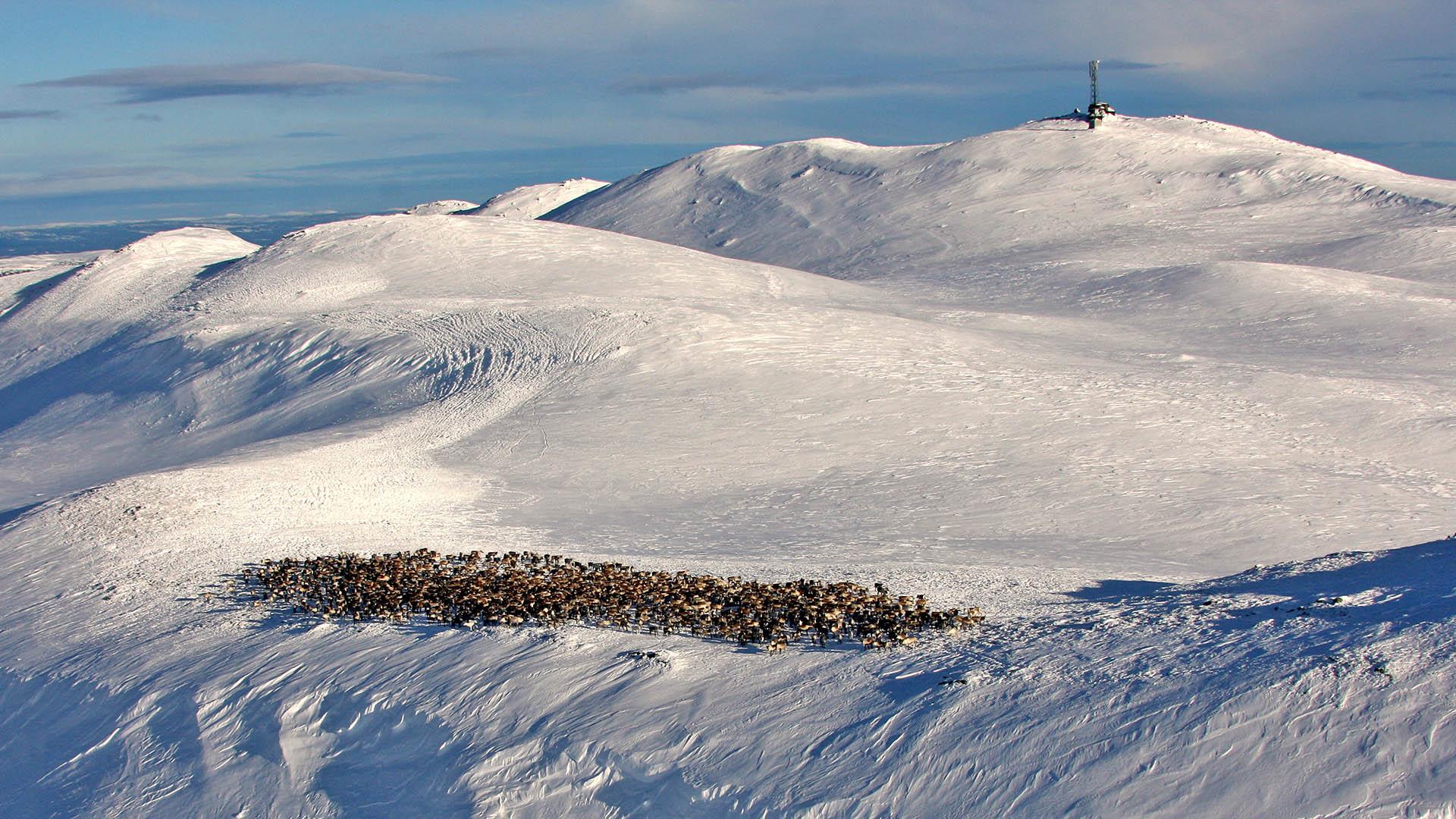 Vinterbilde med utsikt mot snødekte Spåtind i bakgrunnen, med en stor reinflokk foran fjellet.