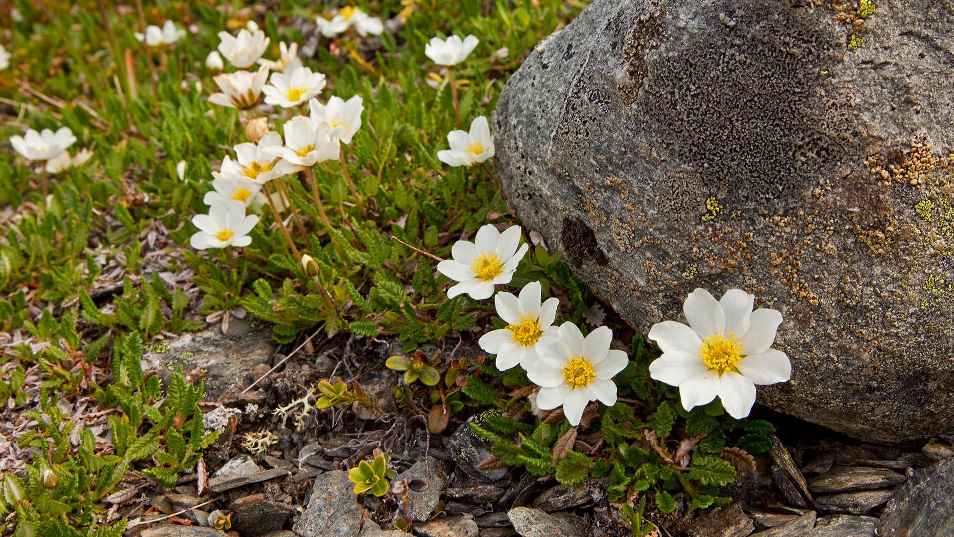 Several Dryas octopetalas growing besides a small rock.