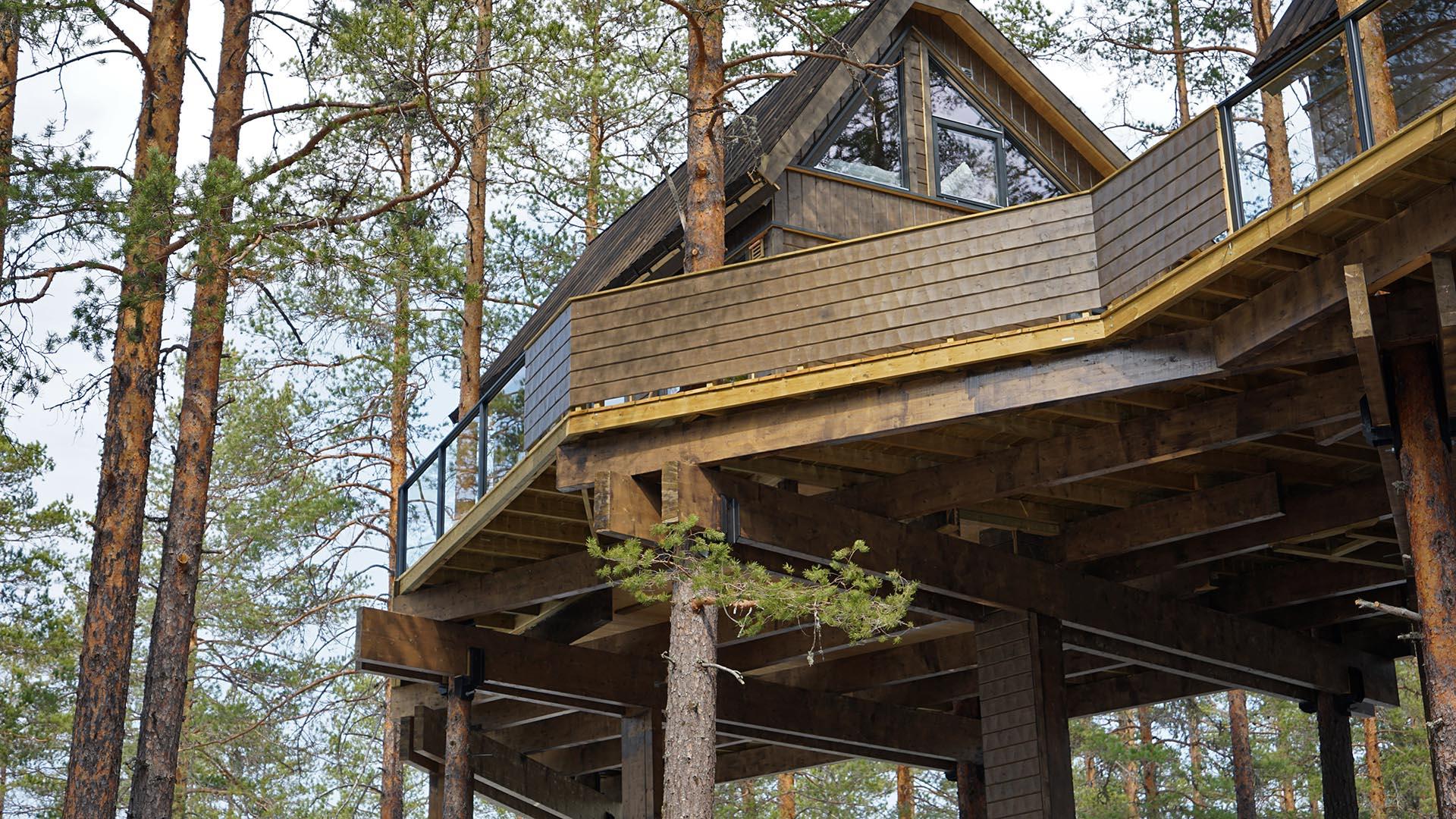 En hytte med stor terrasse bygd i toppene av furutrær sett nedenfra.