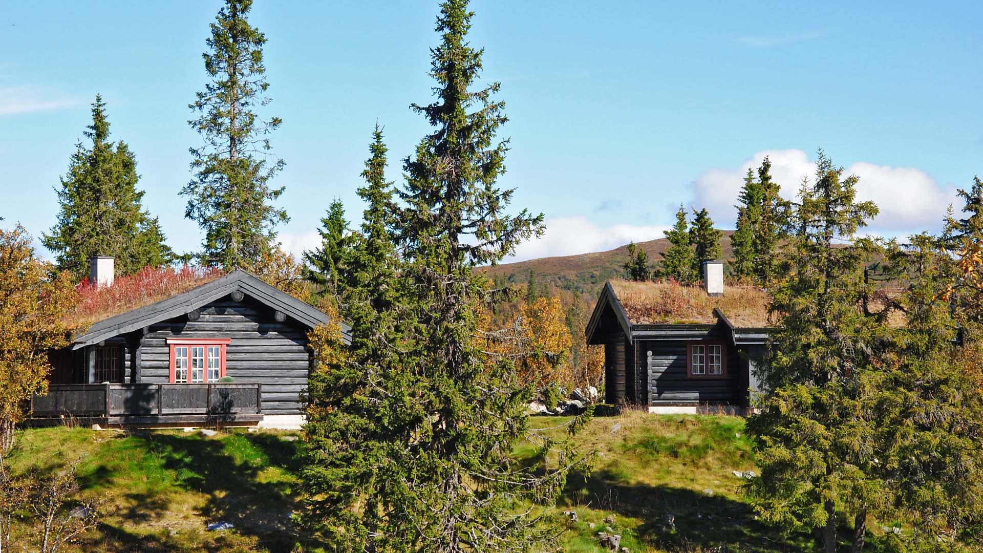 Two log cabins with grass roof in open spruce forest