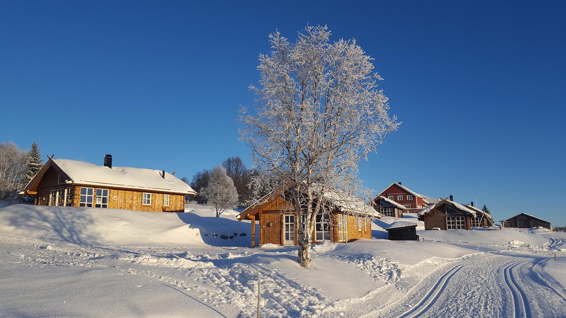Skiløype nedenfor noen hytter med et rimdekket løvtre sentralt i bildet. Sola skinner, snø på takene.