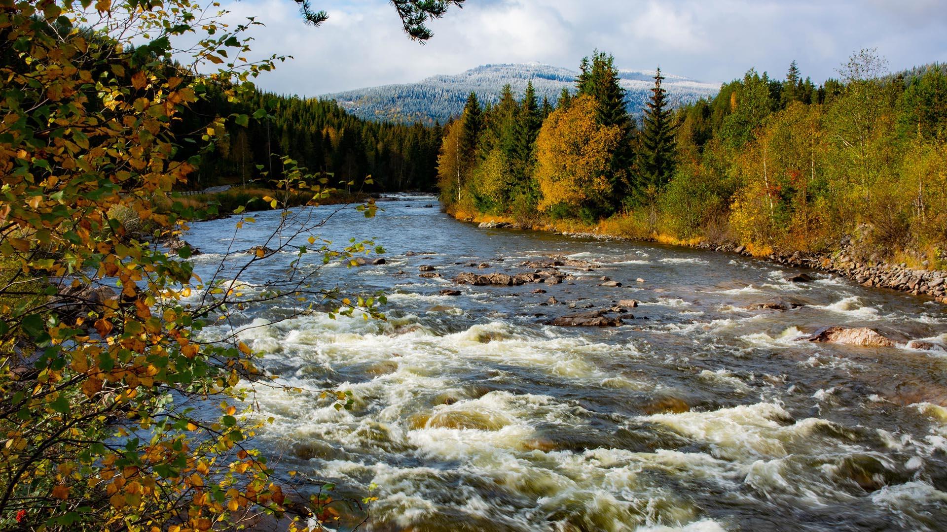 A river with rapids flows through autumn-coloured mixed forest. A mountain capped with new snow is seen in the far back.