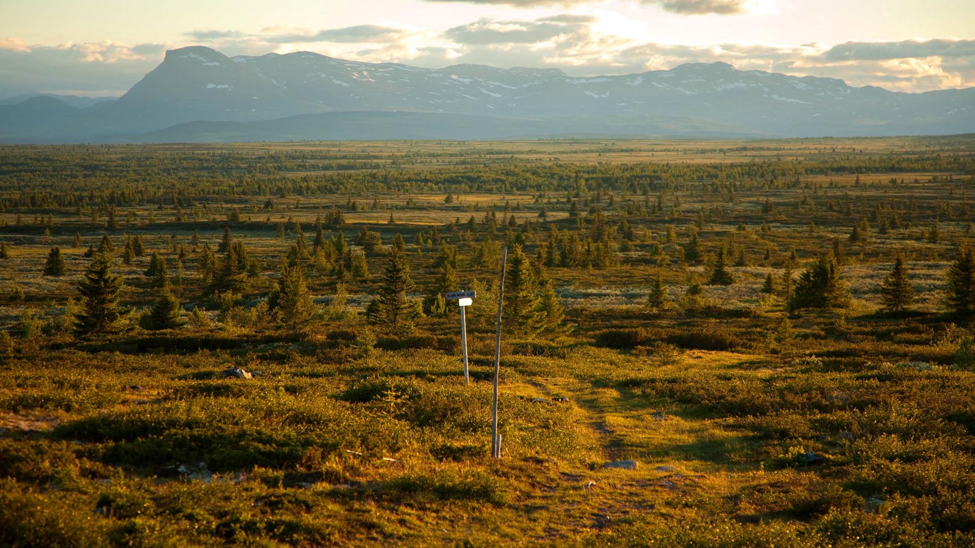 A highland plateau on the tree line with scattered spruce trees and open wet flats. In the background a mountain range. It's summer, and the scene is lit in warm evening light.