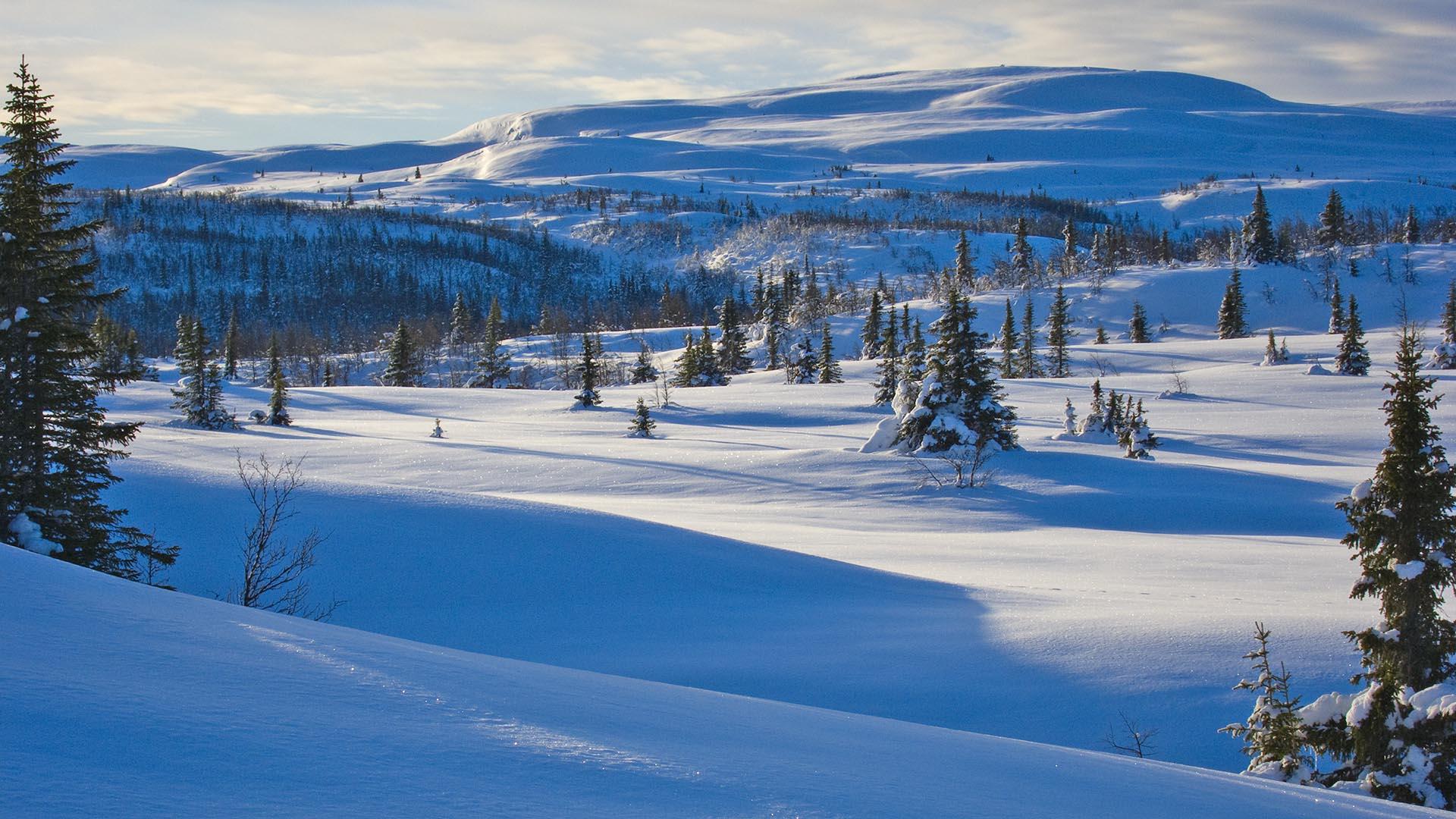Im Winterfjell an der Baumgrenze mit vereinzelten kurzgewachsenen Fichten und einem höheren Berg im Hintergrund. Die niedrige Sonne wirft lange Schatten auf dem Schnee.