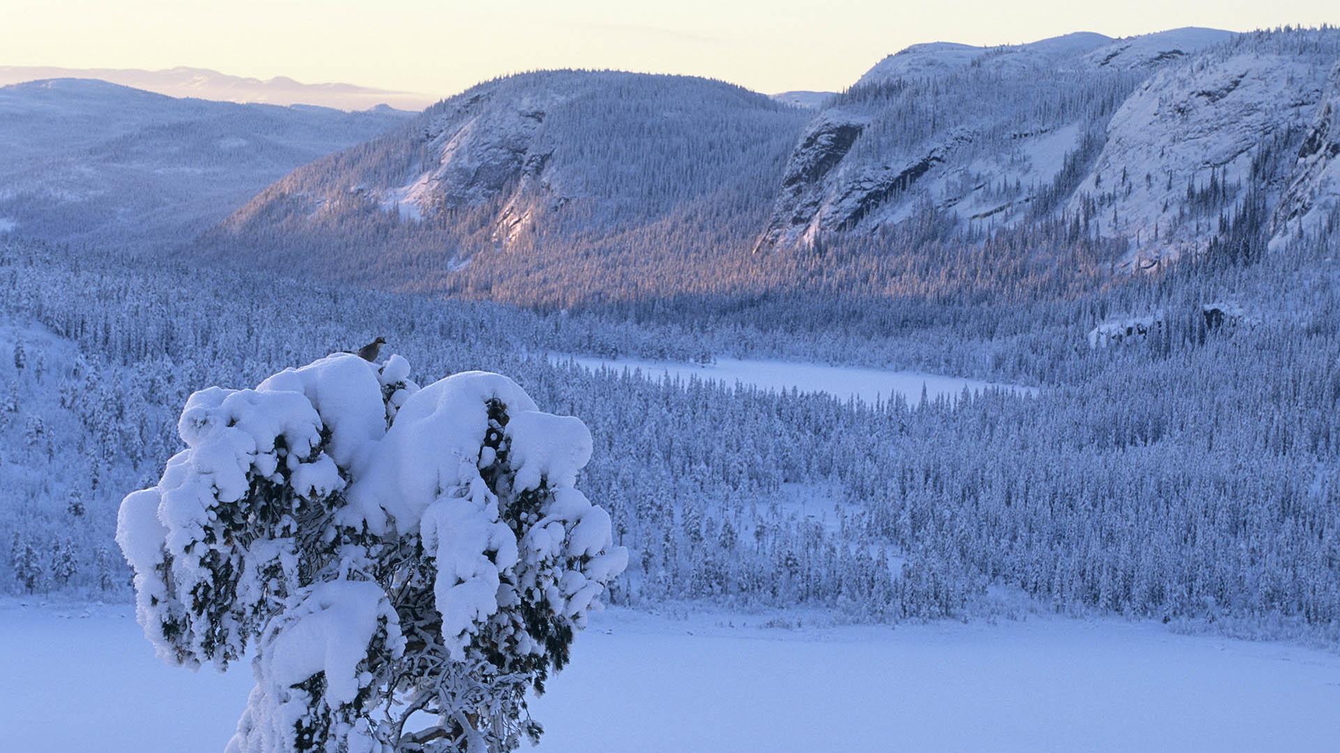 En nøtteskrike sitter i en tungt nedsnødd furutopp i forgrunnen. I bakgrunnen er skog, vann og fjell dekt av masse snø i et blåaktig vinterlys med de siste solstrålene.