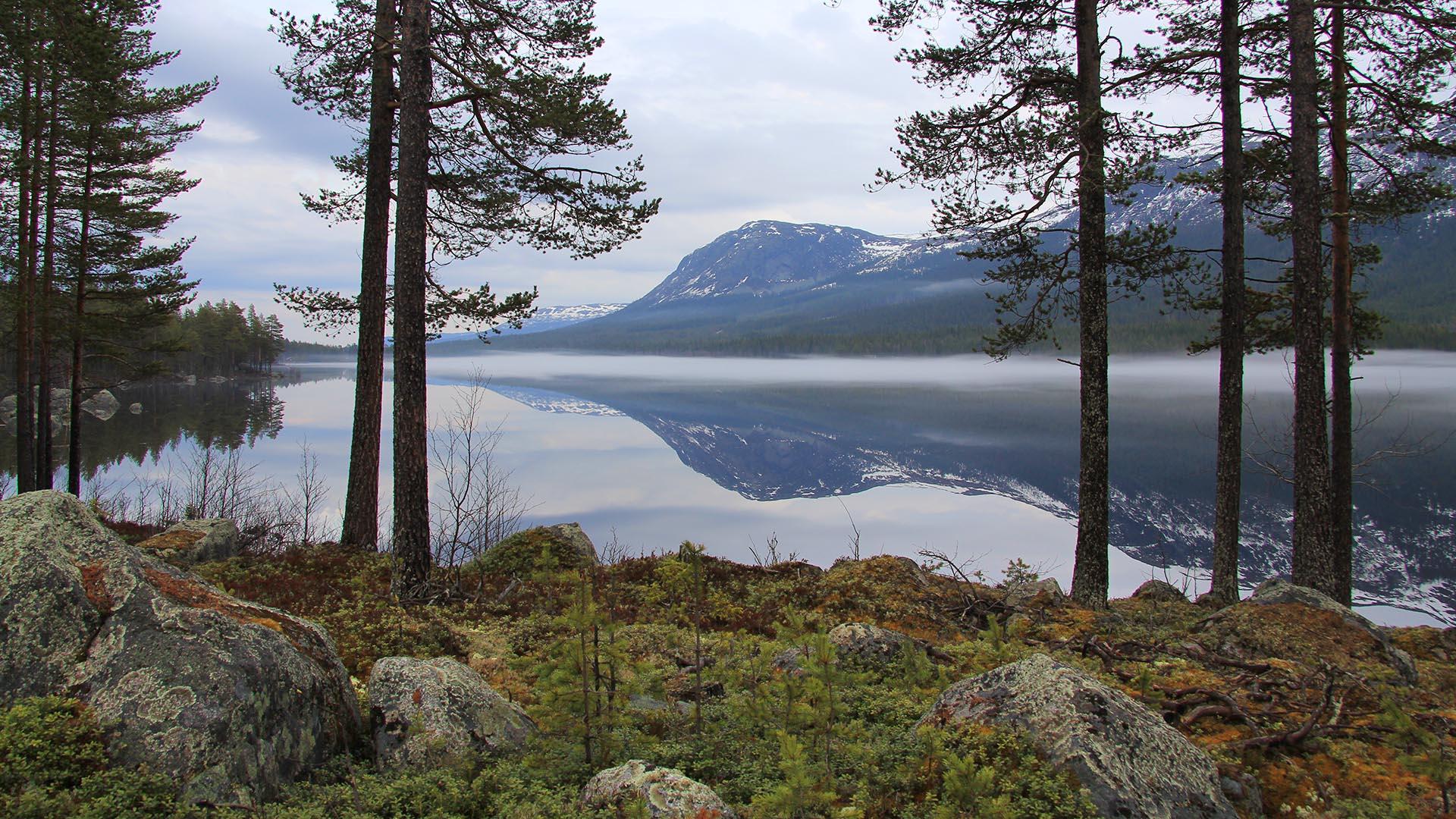 View on an overcast day past the trunks of a few pine trees over a lake with a mountain on the far side. The forest floor is overgrown with blueberry heather, and the rocks with lichens.
