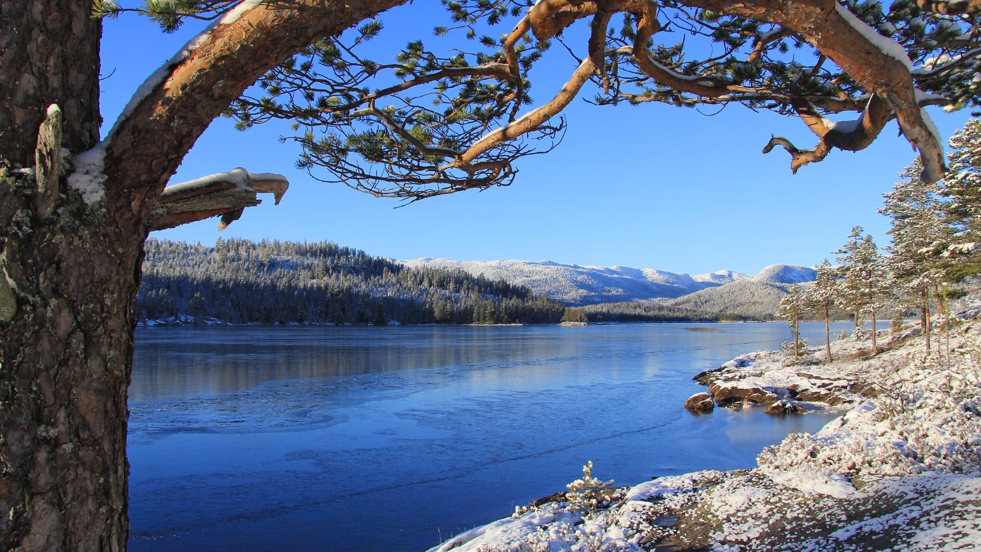 Under a large crooked pine tree on the bank of a large lake on a crips and sunny winter day. In the background there are forested and snow-covered hills. The water is open and steel-blue.
