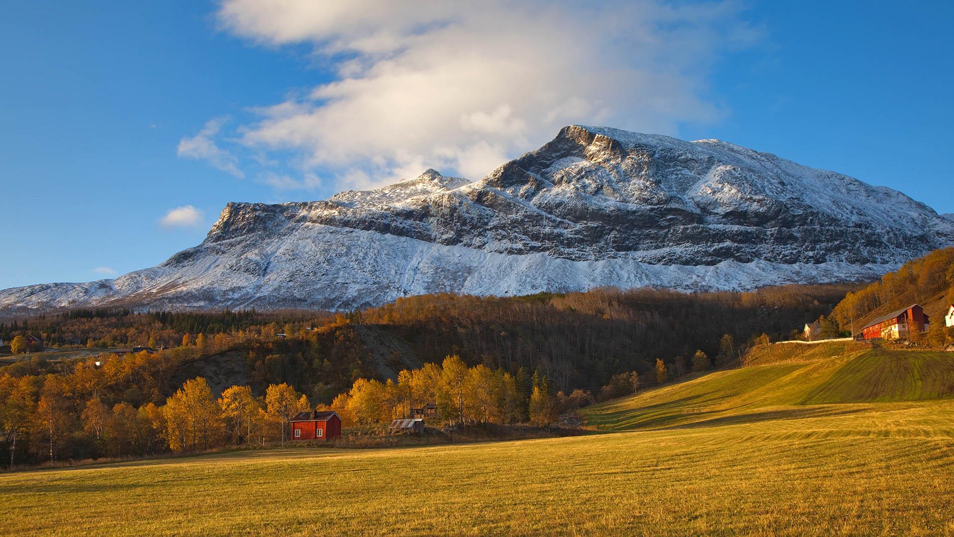 Autumn scene with yellow field and yellow-orange birch trees behind the field. The background is dominated by a mighty mountain lightly covered with new snow.