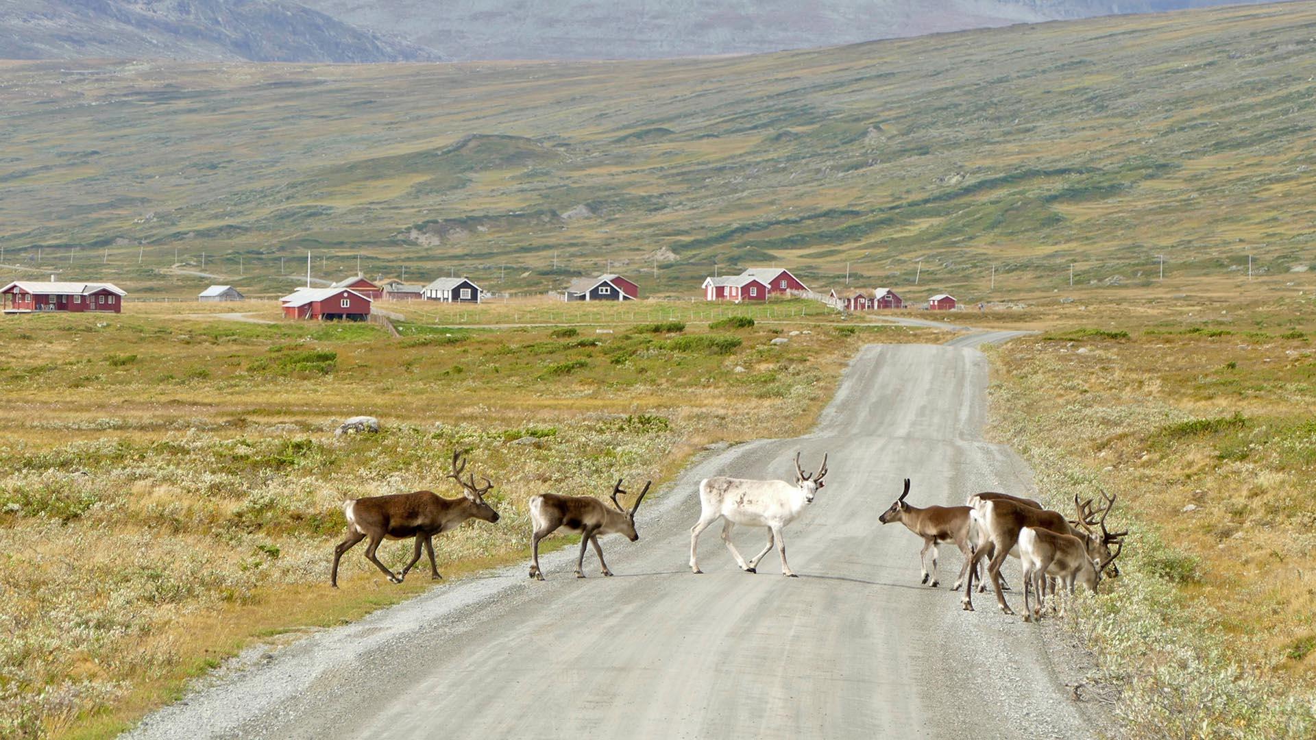 Reindeer cross a gravel road in the highlands. In the background, small red mountain farm huts can be seen. The landscape is treeless, and the vegetation on the vast hillsides is grass and low bushes.