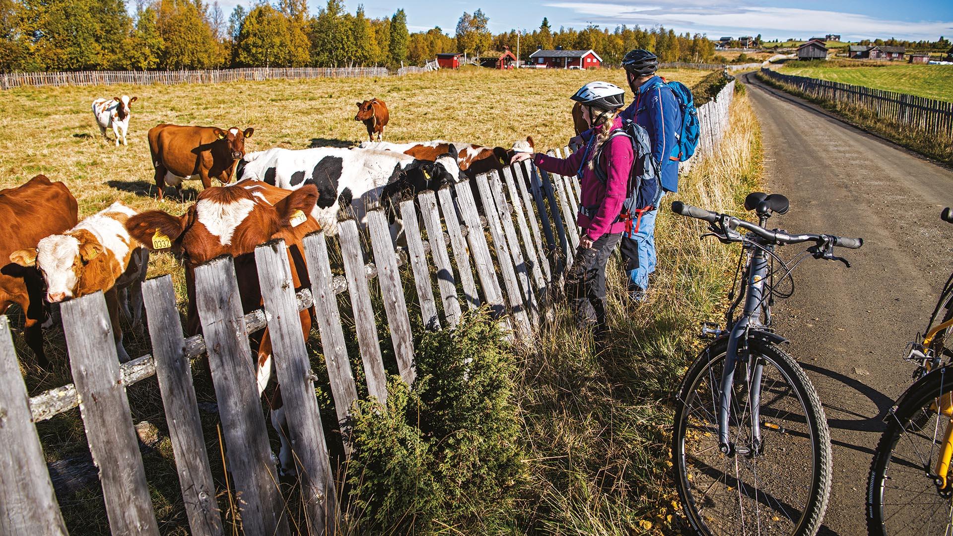 Two cyclists are standing at wooden fence along a farm road and pat cattle over the fence.