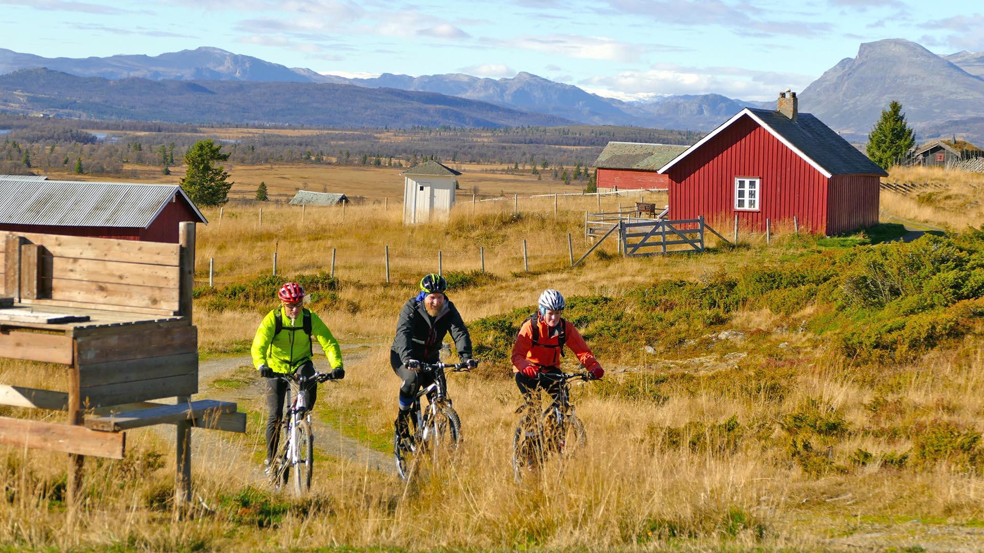 Drei Radfahrer im gelbgefärbtem Herbstfjell mit einer Milchrampe, einer roten Almhütte und Bergen im fernen Hintergrund.