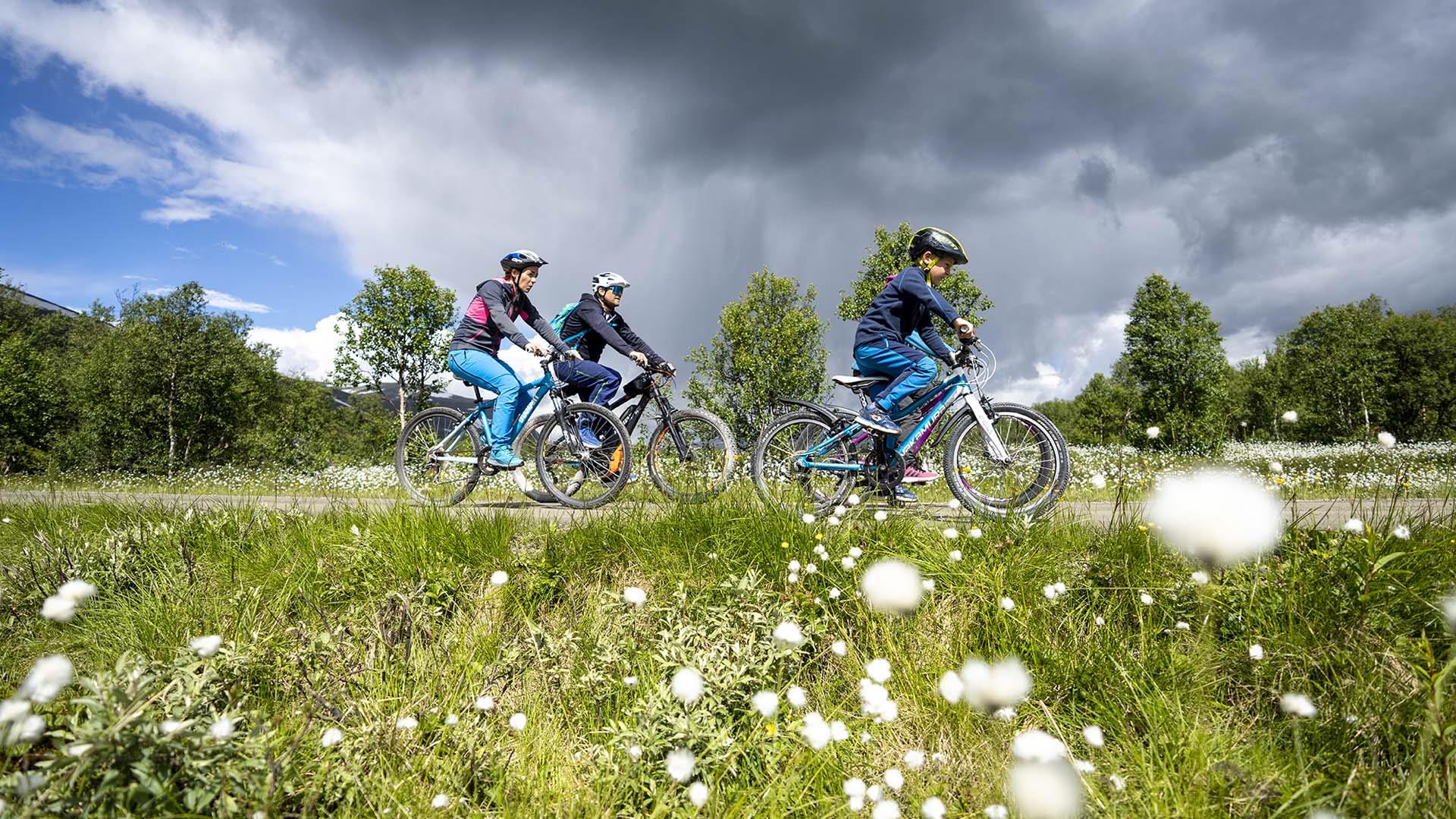 A family is cycling through a cotton grass meadow on a gravel road. In the background there are som birches, and the sky has dark clouds.