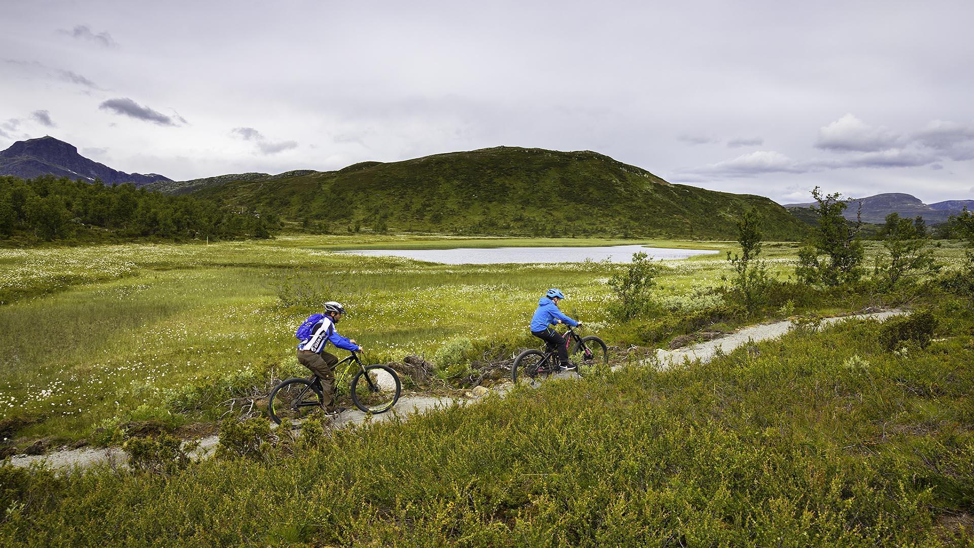 To terrengsyklister på terrengsykkel langs en bærekraftig anlagt sykkelsti forbi et myr med blomstrende myrull og en liten dam.